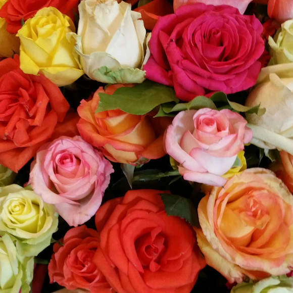 Meet your Posher, Alisha - Picture 1 of 1